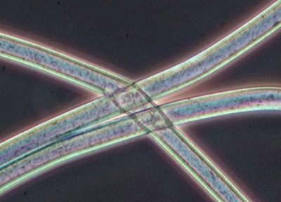 Unveiling Synthetic Fibres; image shows polyester fibres under a microscope