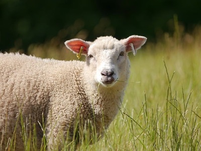 Natural Fibres. Image shows a sheep which gives wool fibre