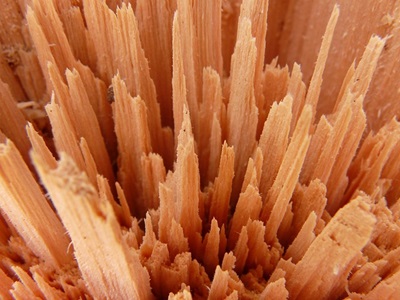 Man-Made Fibres. Image shows wood fibres, used to make man-made fibres.